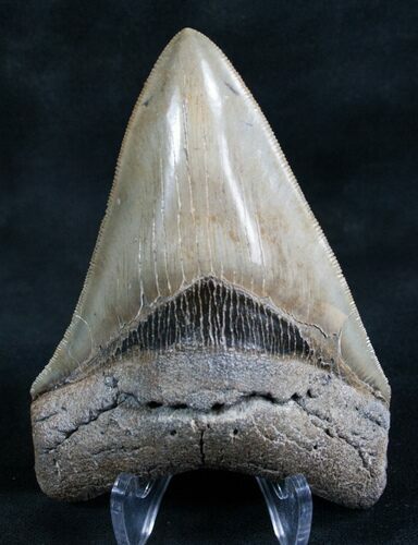 Gorgeous Megalodon Tooth - Beaufort, SC #7496